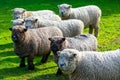 Olde English Babydoll Southdown unsheared hornless sheep on green grass meadow Royalty Free Stock Photo