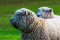 Olde English Babydoll Southdown unsheared hornless sheep on green grass meadow Royalty Free Stock Photo