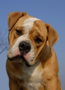 Olde english bulldog Royalty Free Stock Photo