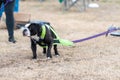 Olde English Bulldog during a weight pull challenge Royalty Free Stock Photo
