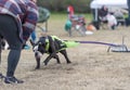 Olde English bulldog at a weight pull event Royalty Free Stock Photo