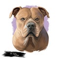 Olde English Bulldogge digital art illustration of cute dog muzzle isolated on white. Leavitt Bulldog hand drawn portrait,