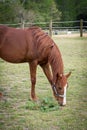 Older Arabian brown and white mature horse in pasture eating grass vegetation in field on ranch Royalty Free Stock Photo