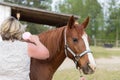 Older Arabian brown and white mature horse in pasture near stable being brushed by woman Royalty Free Stock Photo