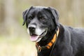 Older Black Labrador Retreiver dog with gray muzzle and hunter orange collar Royalty Free Stock Photo