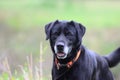 Older Black Labrador Retreiver dog with gray muzzle and hunter orange collar Royalty Free Stock Photo