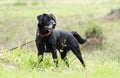 Older Black Labrador Retreiver dog with gray muzzle and hunter orange collar Royalty Free Stock Photo