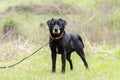 Older Black Labrador Retreiver dog with gray muzzle and hunter orange collar Royalty Free Stock Photo