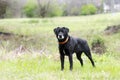 Older Black Labrador Retreiver dog with gray muzzle and hunter orange collar Royalty Free Stock Photo