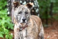 Older brindle Anatolian Shepherd mix breed dog outside on leash, gray muzzle