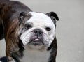 Older brindle English Bulldog posing