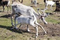 Reindeer calf nursing from mother in northern Mongolia