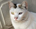 Older cat eyes begin to deteriorate. Royalty Free Stock Photo