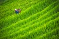 Spraying bug and weed killer chemical on ricefields