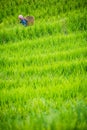 Older chinese woman walking through the ricefields