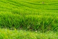 Older chinese woman walking through the ricefields