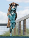 Older Chocolate Lab dock diving Royalty Free Stock Photo