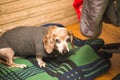 Older Dachshund Staying Warm