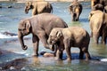 Older Elephant Kicking Young Elephant While Bathing in River