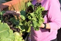 Elderly blond woman grows leafy greens vegetables Royalty Free Stock Photo