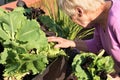 Elderly blond woman grows leafy greens vegetables Royalty Free Stock Photo