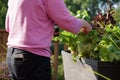 Elderly blond woman grows leafy greens vegetables Royalty Free Stock Photo