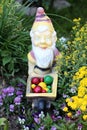 Older garden gnome driving colorful easter eggs in wheelbarrow construction cart surrounded with plants and flowers in local