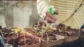 Older gardener with sprinkler bottle in hand irrigating young seedling