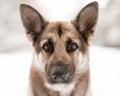 Older German Shepherd Dog Portrait in the Snow Royalty Free Stock Photo
