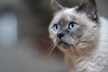 Older gray cat with piercing blue eyes, closeup detail, blurred background