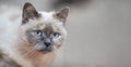 Older gray cat with piercing blue eyes, closeup detail, blurred background - space for text - right side