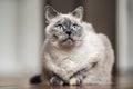 Older gray cat with piercing blue eyes, laying on wooden floor, closeup shallow depth of field photo Royalty Free Stock Photo