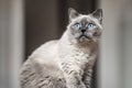 Older gray cat with piercing blue eyes, sitting, shallow depth of field photo