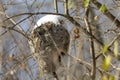 The older hornet`s nest covered the snow Royalty Free Stock Photo