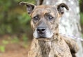 Older male brindle Dutch Shepherd Bulldog mix breed dog sitting down outside on leash