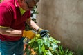 Older man with gardening gloves taking care of the plants in the garden Royalty Free Stock Photo