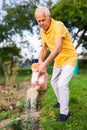 Older man taking care of plants in garden, watering strawberries with watering can Royalty Free Stock Photo