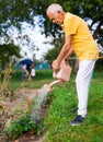 Older man taking care of plants in garden, watering strawberries with watering can Royalty Free Stock Photo