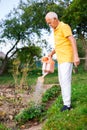 Older man taking care of plants in garden, watering strawberries with watering can Royalty Free Stock Photo