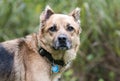 Shepherd mix dog with collar and rabies ID tags