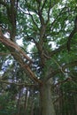 Older oak tree in summer forest