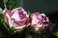 older pink roses on a dark background