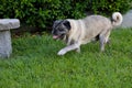 Older pug walks on grass
