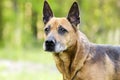 Older red Shepherd mix breed dog, pet rescue adoption photo