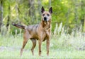 Older red Shepherd mix breed dog wagging tail, pet rescue adoption photo Royalty Free Stock Photo