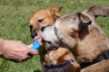 Older senior boxer and brown mixed breed dogs licking popsicle