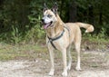 Older Shepherd Husky mix dog with blue eyes and harness animal shelter adoption photo
