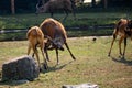 Older sitatunga fighting with young boy