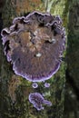 Chondrostereum purpureum has a classic fungus on it that parasitizes it - Cladobotryum stereicola from the Hypocreaceae family Royalty Free Stock Photo