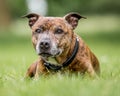 An older staffy lying in long grass